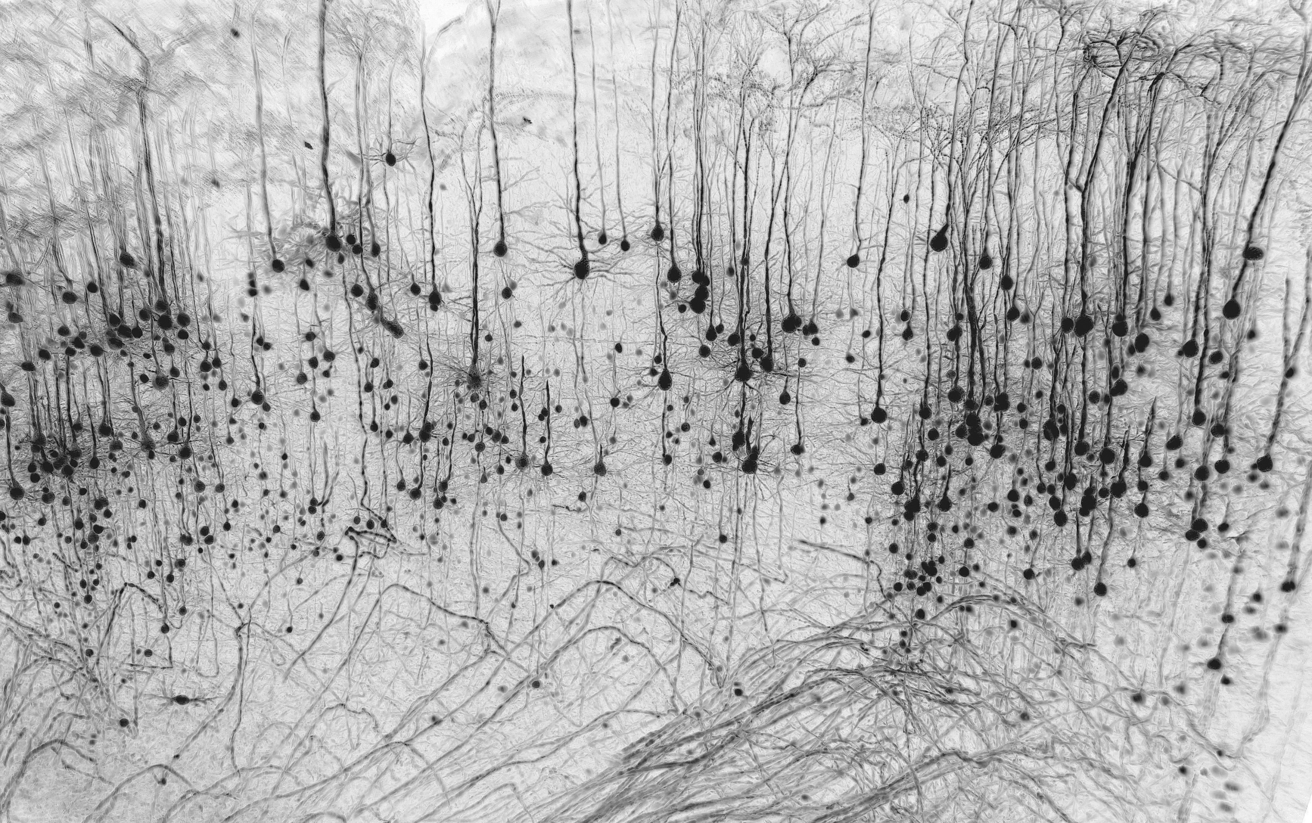 Neuronal forest - Marko Pende