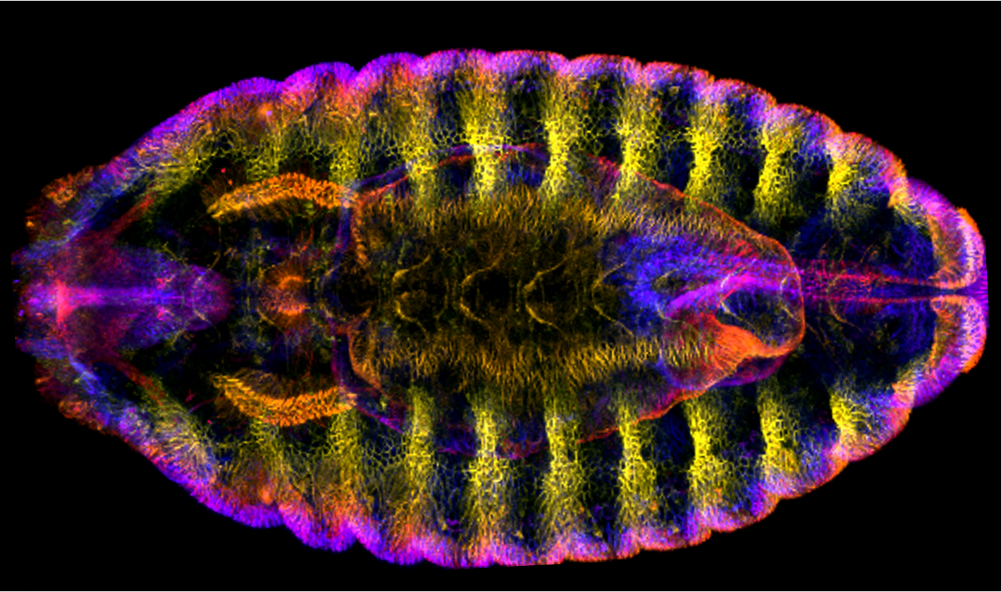 image of fly embryo